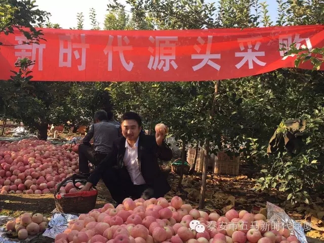 【五馬店產(chǎn)地直采】美味可口的沂源富士等您選！