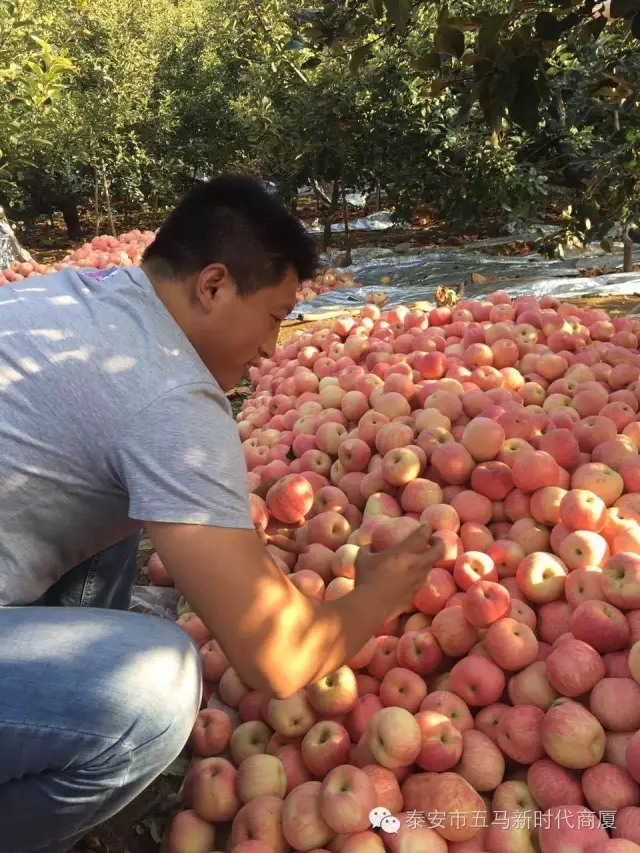 【五馬店產(chǎn)地直采】美味可口的沂源富士等您選！