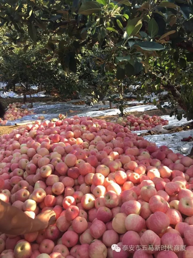 【五馬店產(chǎn)地直采】美味可口的沂源富士等您選！