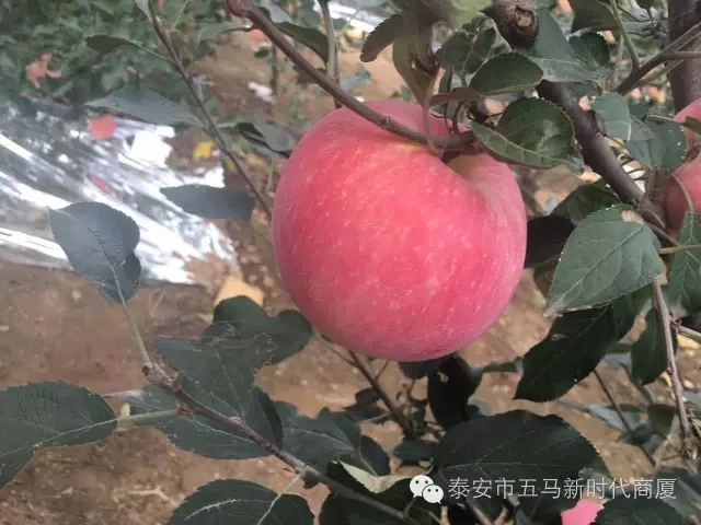 【五馬店產(chǎn)地直采】美味可口的沂源富士等您選！